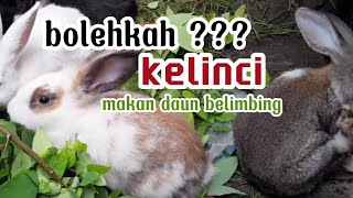pecinta kelinci | kelinci makan daun belimbing #kelincilucu #kelinci #kelincimakan #hewanpeliharaan