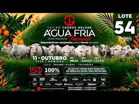 LOTE 54