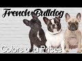 Standard and Exotic French Bulldog Colors Explained + PRICE BREAKDOWN の動画、YouTube動画。