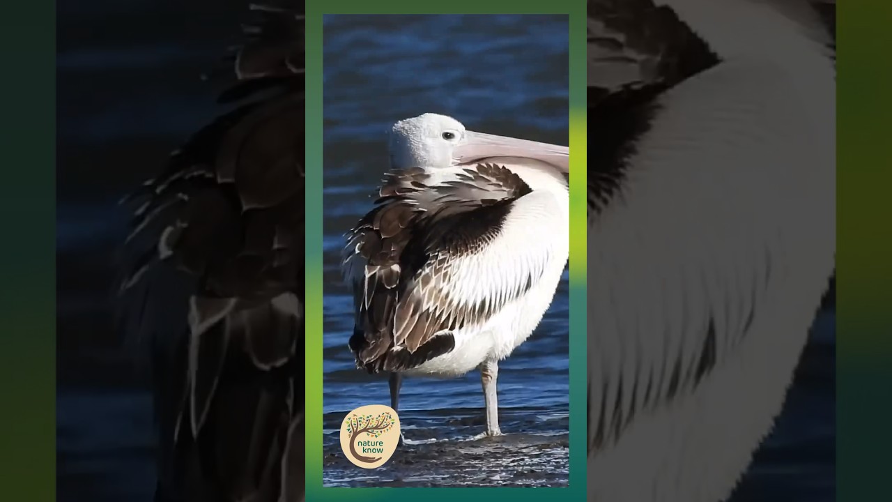 Nature's Adaptation: Pelican's Unique Wind Defence - Woromi Country 
