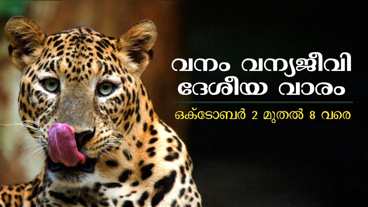 National Wild Life Week (October 2nd- October 8th) - YouTube