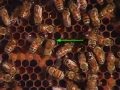 Honey bee waggle dance  tamilgenius