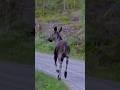 Swedish Wildlife 🫎🦉🦊🦌🦅