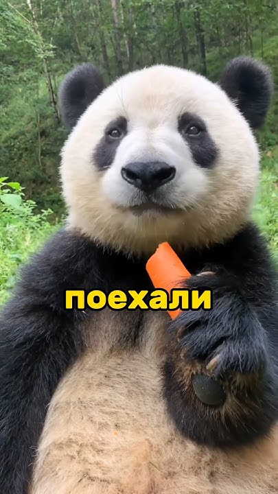 Рубрика придира/ от куда берутся 👦😂😂😂 - YouTube