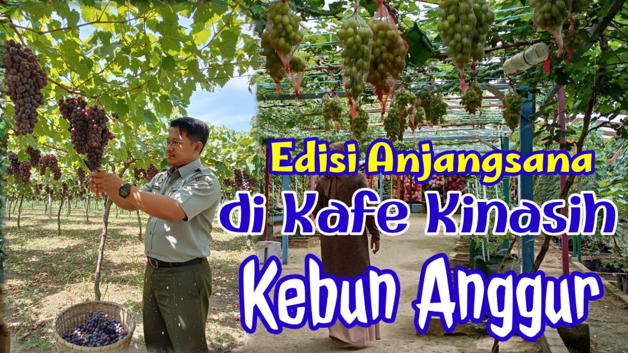 ПОСЕЩЕНИЕ ВИНОГРАДНИКА || ПРИОБРЕТИТЕ СУВЕНИРЫ ИЗ ВИНОГРАДА