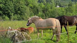 الخيول في النرويج Norway Ullensvang kommune