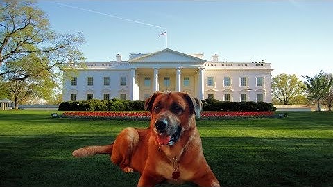 How to Remove the Background from Any Image