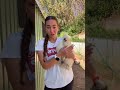 3 nuevas gallinas sedosas #sedosasdeljapon #granja #sedosas #gallinas