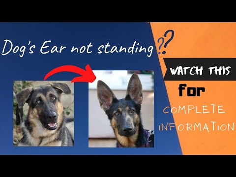 dog ear standing up  डॉग के कान कैसे खड़े करें Why dog ear taping treatment dog care and cure