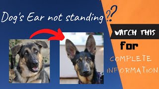 dog ear standing up  डॉग के कान कैसे खड़े करें Why dog ear taping treatment dog care and cure