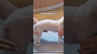 강아지 허리 스트레칭 Tip / 강아지의 재활운동 이야기
