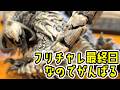 王アルシュをがんばるのでしゅ【MHWs】【モンスターハンターワイルズ】