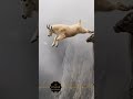 Not ai it's god creation سبحان الله العظيم 