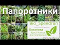 18. Папоротники (Speedrun ботаника 6 класс, ЕГЭ, ОГЭ 2021)