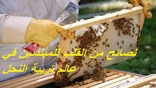 نصائح من القلب في عالم تربية النحل للمبتدئين