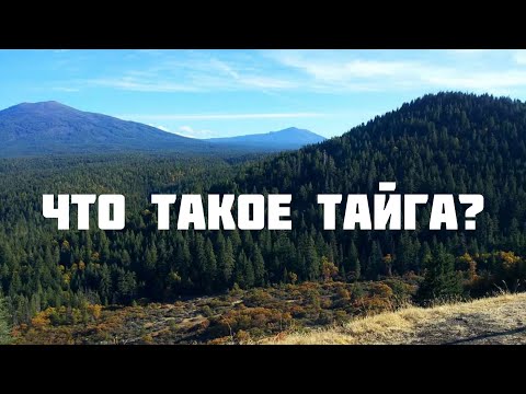 Видео: Тайга релеф. Характеристики на природната зона