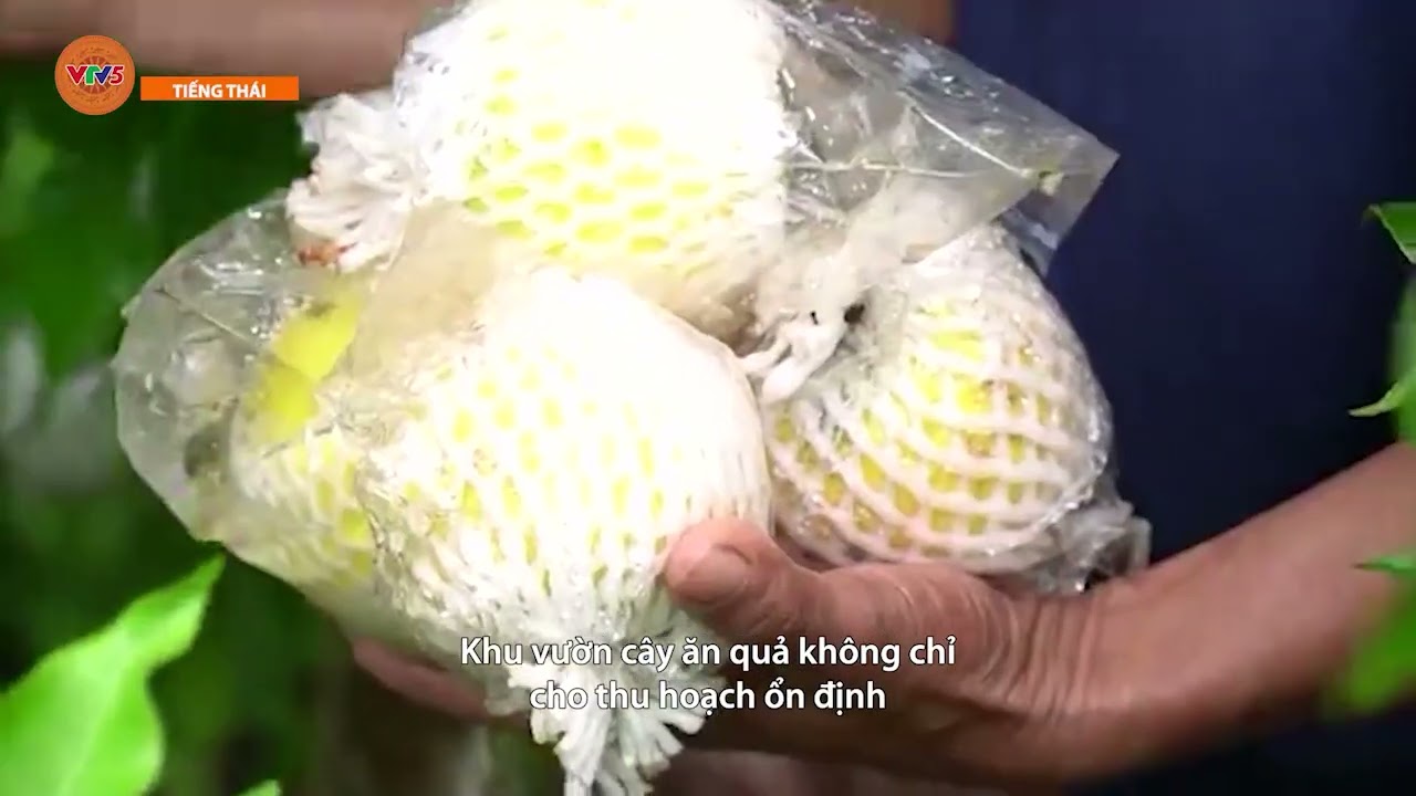 [TIẾNG THÁI] SẢN XUẤT XANH - GIẢI PHÁP THÂN THIỆN VỚI MÔI TRƯỜNG CỦA BÀ CON VÙNG CAO | VTV5