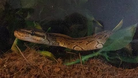 UNBOXING MY FIRST SNAKE ADORABLE BALL PYTHON!!!