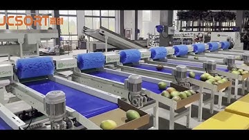 JC SORT Mango Washing, Drying, and Grading Machine
