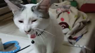 COCO'S MOMENT Vlog#148 #cat #cat