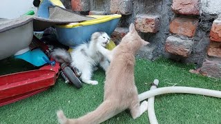 A New Member Wants To Join Kitten Group When They're Attacking Each Other