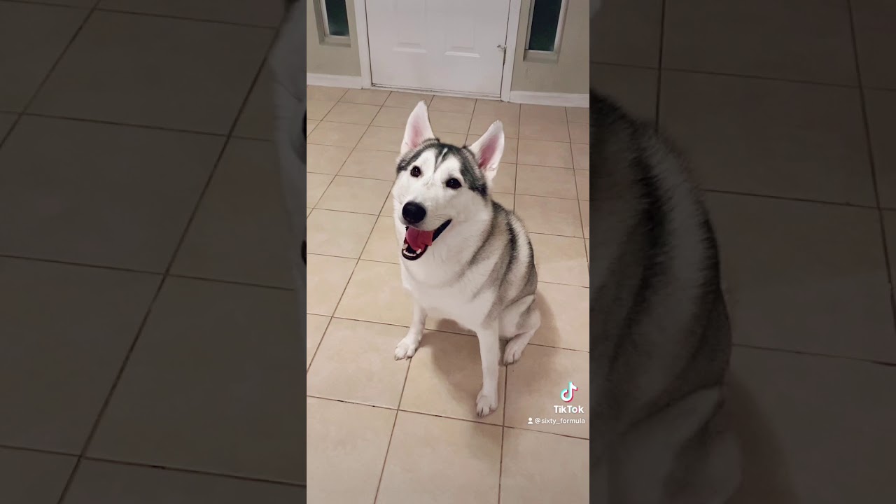 FUNNY HUSKY REFUSES TO BARK! 