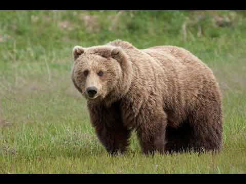 صوت الدب Bear S Voice