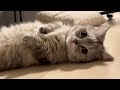 くたばってる飼い主と同じポーズをしてみる猫