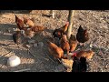 My small farm   gun k vlogs