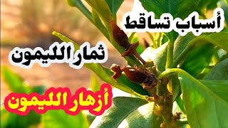 أسباب وحلول تساقط ثمار و أزهار شجرة الليمون|| Causes of lemon tree flowers and fruits falling off