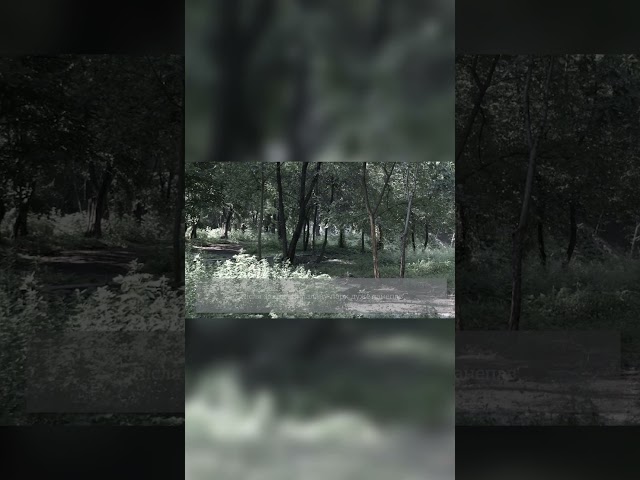 Від Легенди 50-х до руїн та триумфального повернення: історія одного з парків Кам'янського