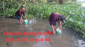 Tập.4 cắm câu cá lóc tại cánh đồng Campuchia trúng mánh bầy cá to/ Thanh an miền tây