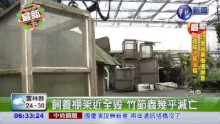 梅姬颱風橫掃 數千竹節蟲亡