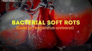 Bacterial soft rots cause by bacteria | Management screenshot 3