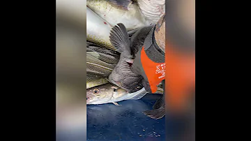Страшная рыба зубатка из Баренцева моря