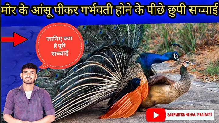 ..? #peacock #factvideo #rochaktathya #rahasya