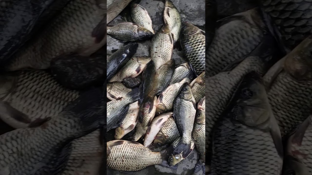 Umpan ikan mas babon media pelet xx1 by jagomancing