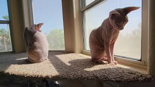 Sphynx cats mediation relaxation spa