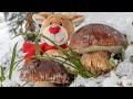 Funghi porcini boletus edulis 2023 merry christmas