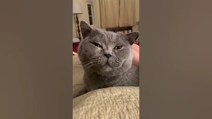 Video 5463361: british shorthair pets cat, tom british shorthair cat, british shorthair cute cat, shorthair cat britishshorthair