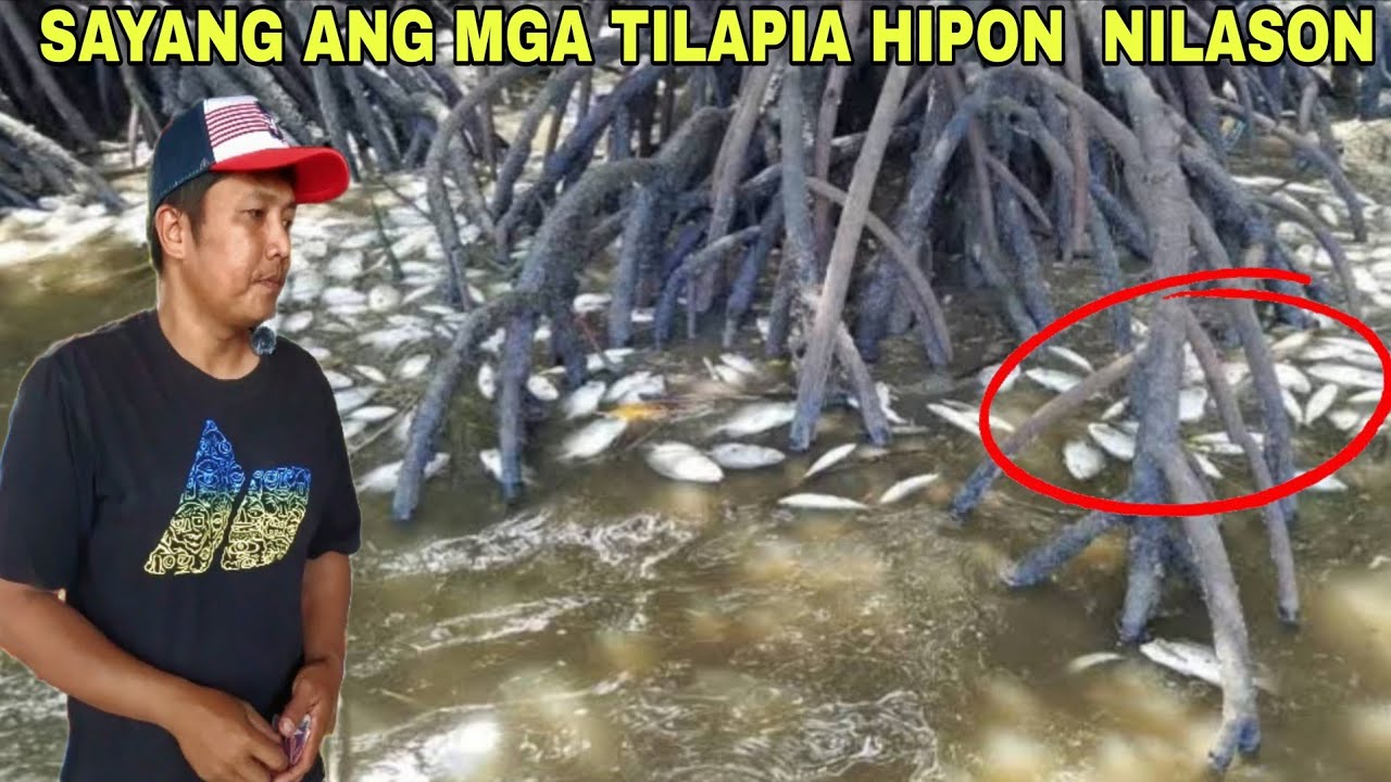 Nalason ang mga isda sayang naman lipat kami ng ibang area...panghuhuli ng mga hipon crabs sa dagat 