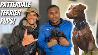 Patterdale Terrier Puppies: The Ultimate Ratting Dog | EP. 31