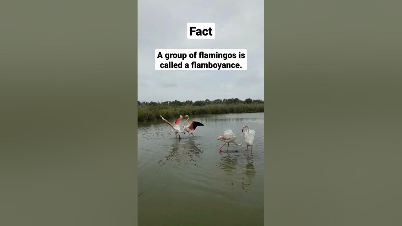 Facts: A group of flamingos is called a flamboyance. - YouTube