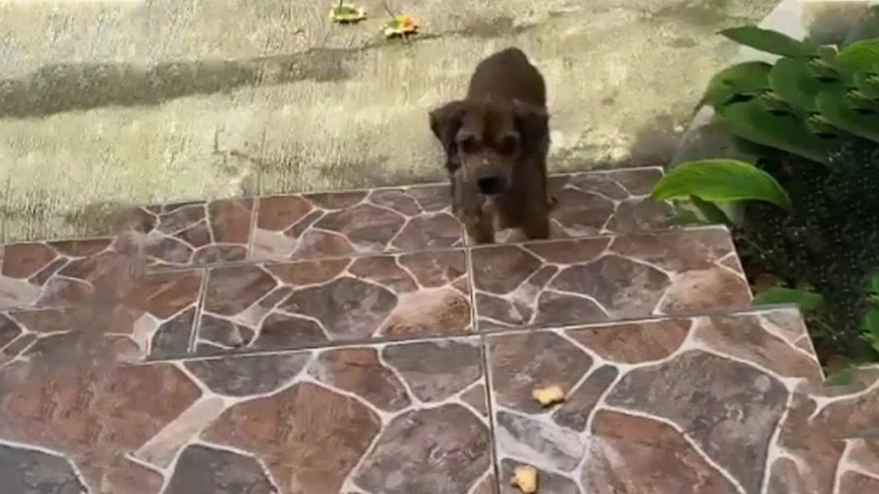 Homeless Puppy Was Hungry, Ran To My Porch To Pick Up Every Grain Of Food: "Don't Chase Me Away"!