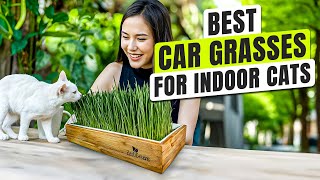 3 BEST Cat Grass for Indoor Cats