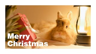 主役のはずがクリスマス装飾と一体化するうさぎNo.294