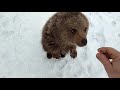 Russian family rescues bear cub from hunters