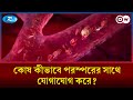 কোষ কীভাবে পরস্পরের সাথে যোগাযোগ করে? | DW | Rtv News