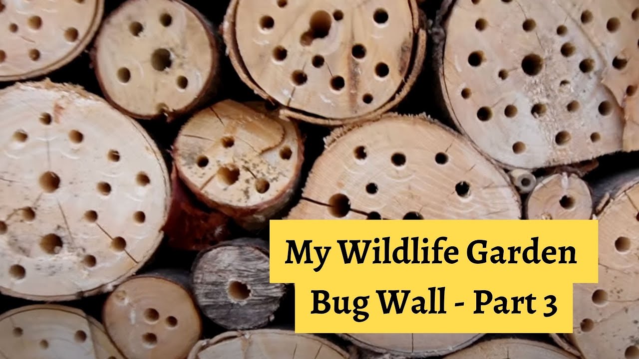 The Bug Wall - Part Three - YouTube