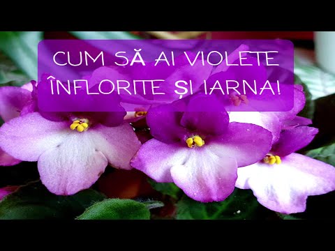 Video: De Ce Mor Violetele Iarna?